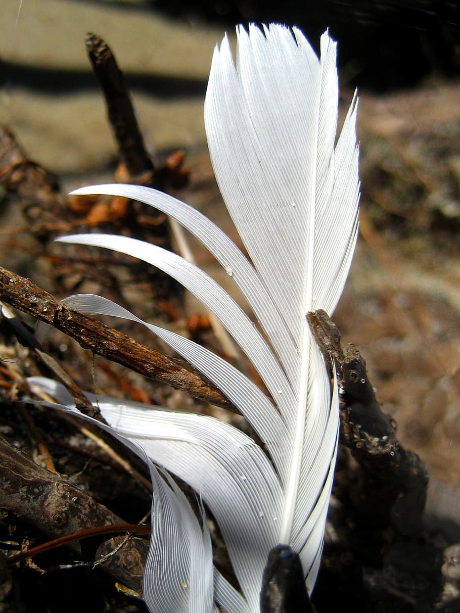 feather, white, nature, close-up, growth, beauty in nature HD wallpaper