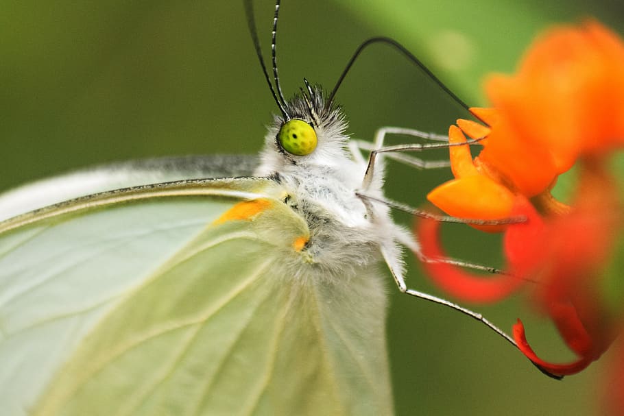 white butterfly on orange flower in macro lens photography, orange and white flowers HD wallpaper