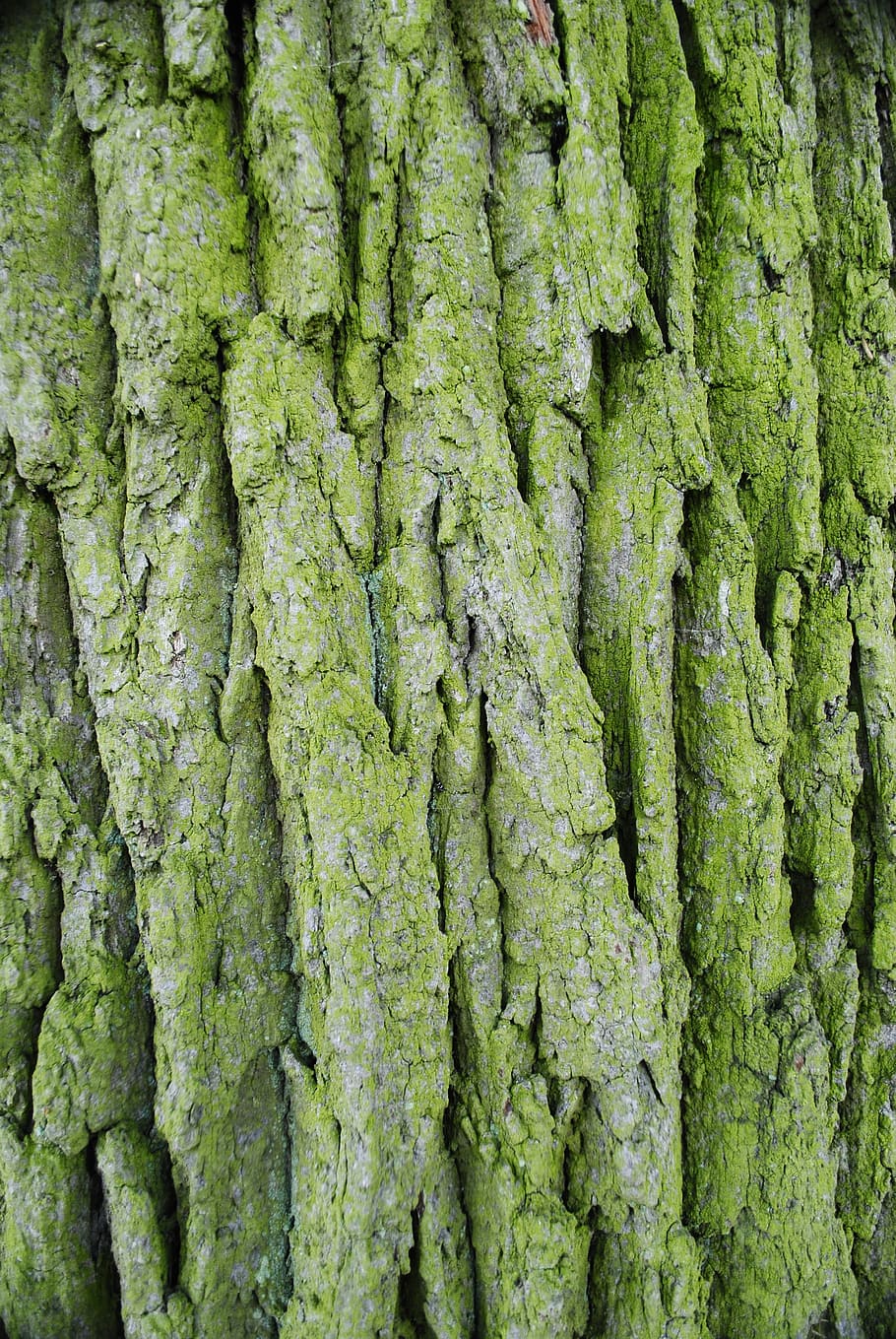 the bark, forest, tree, plant, green color, full frame, growth HD wallpaper