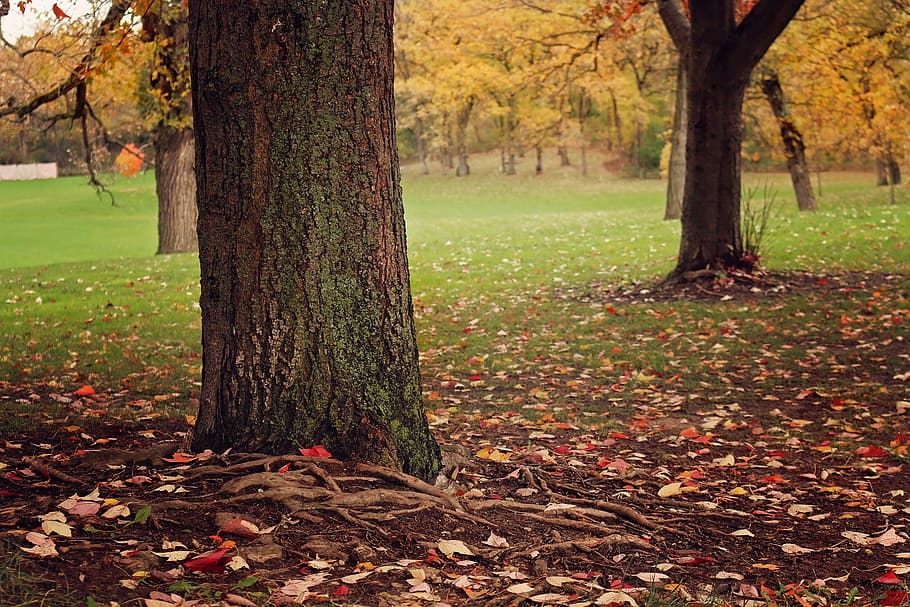 fall, tree, leaf, wood, season, autumn, leaves, nature, october HD wallpaper