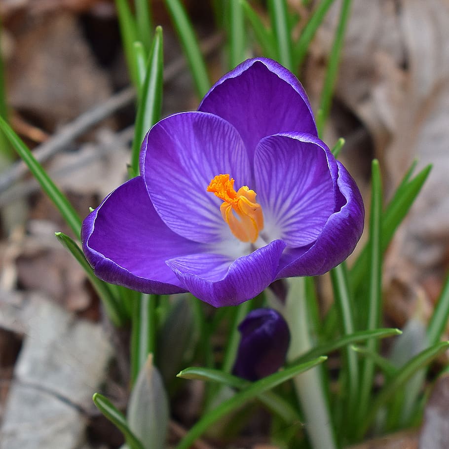 crocus, flower, blossom, bloom, garden, plant, nature, purple HD wallpaper