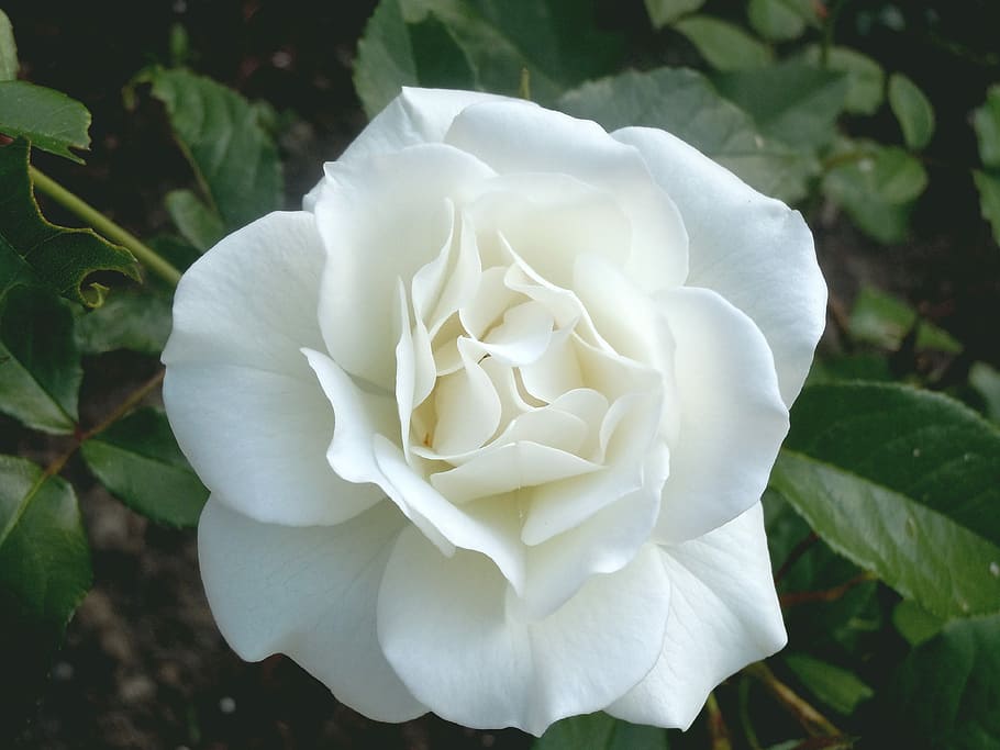 close-up of white flower in bloom, rose, flora, blooming, nature HD wallpaper