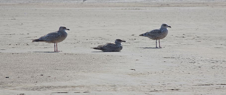 gulls, bird, beach, nature, sand, nature conservation, animal welfare HD wallpaper