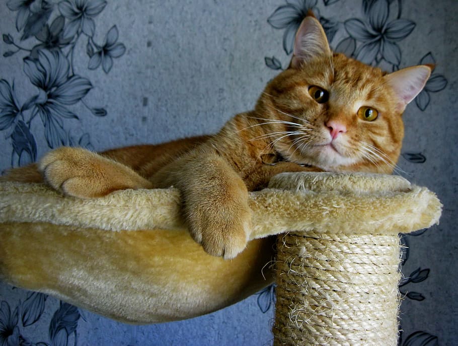 orange tabby cat lying on brown hammock, red, cute, domestic