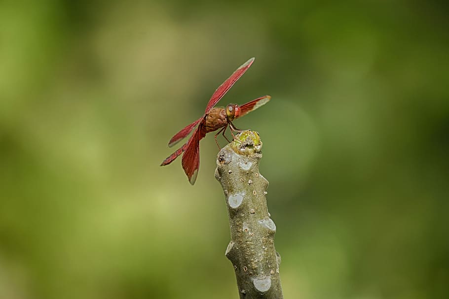 dragonfly, nature, animals, animal themes, animals in the wild HD wallpaper
