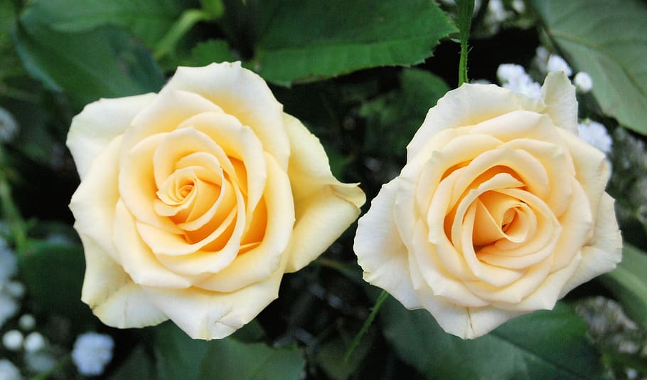 shallow focus on a two yellow rose flowers, bloom, romantic HD wallpaper