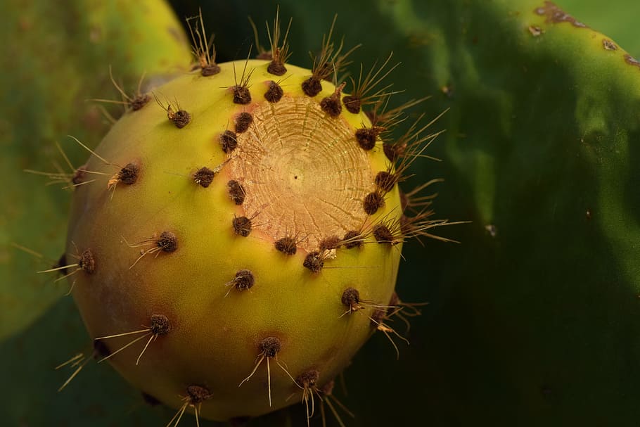 cactus, prickly pear, fruit, sting, sweet, ripe, edible, mediterranean HD wallpaper