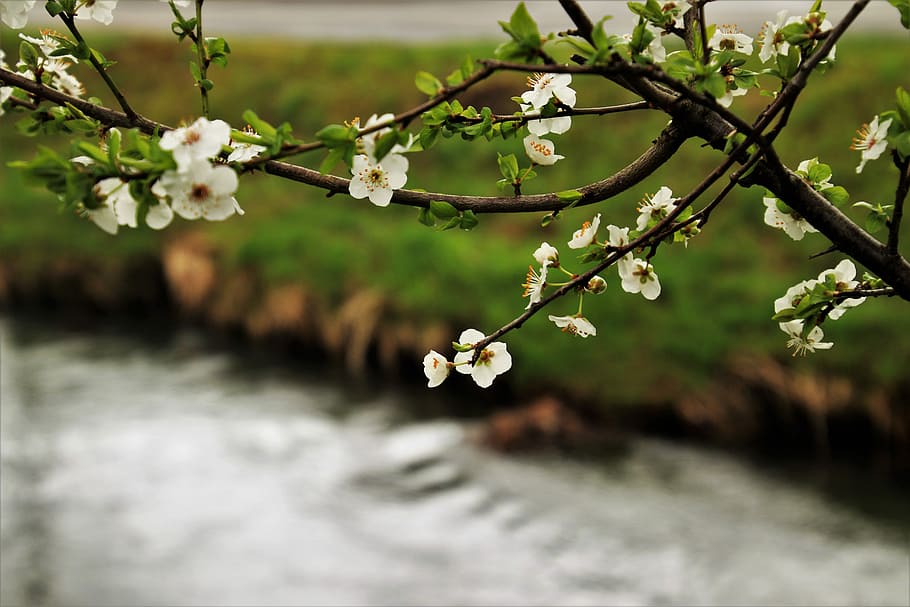 selective focus photography of white cherry blossoms, minor HD wallpaper