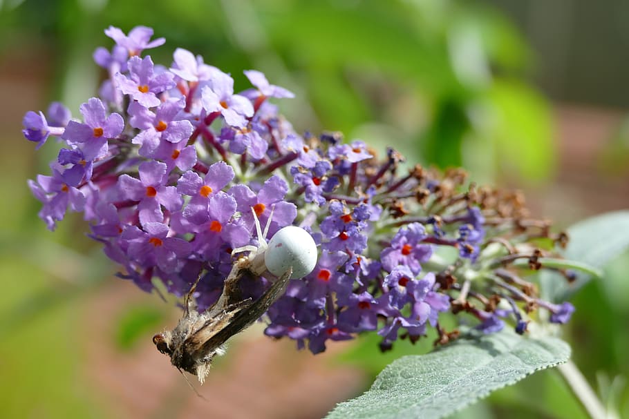 butterfly, spider, victims, flower, flowering plant, vulnerability HD wallpaper