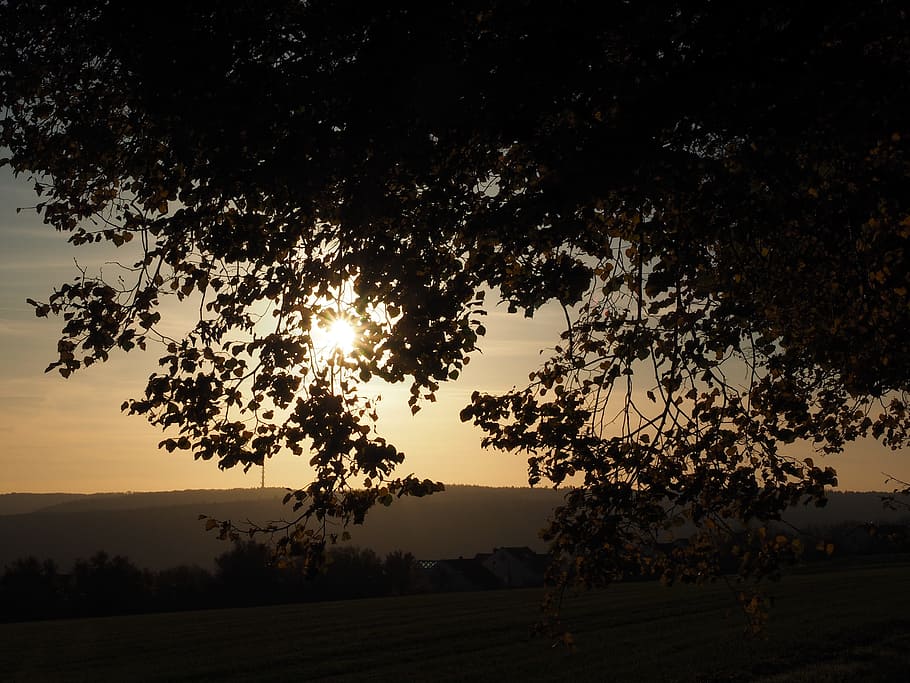 Tree, Sunset, Evening Light, autumn, leaves, sonnenstern, dazzling star HD wallpaper