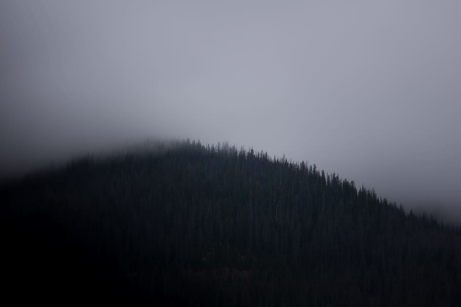 fog covered mountain, mountain covered with pine trees and fog HD wallpaper