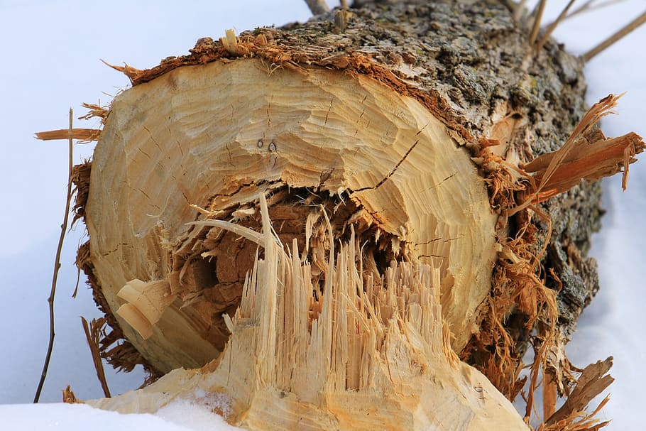 tree, beaver, nature, winter, forest, snow, landscape, cold HD wallpaper