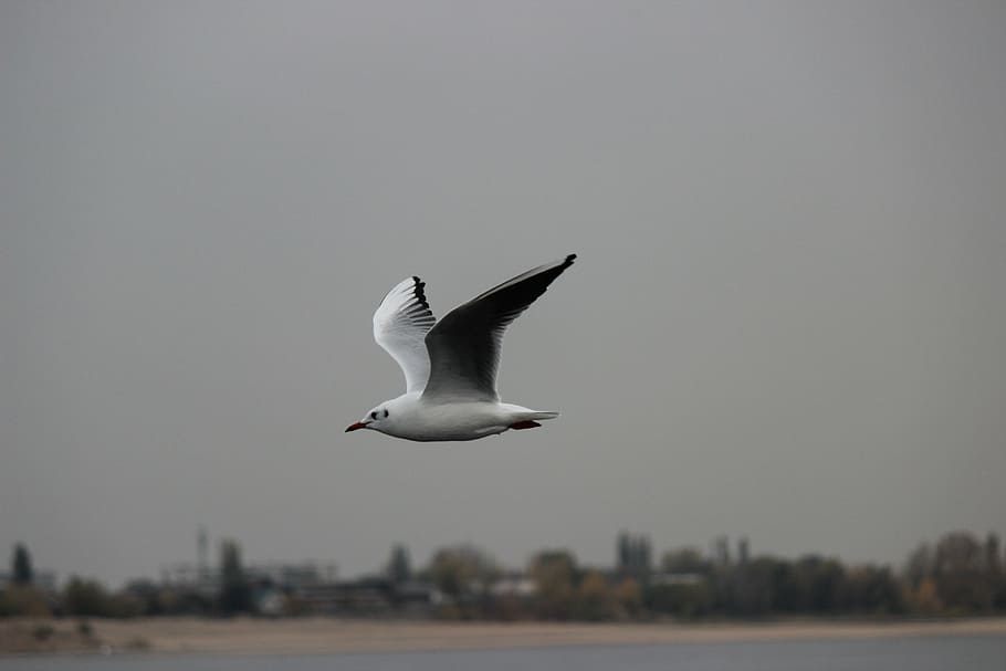 seagull, white, flight, flying, animals in the wild, bird, animal themes HD wallpaper