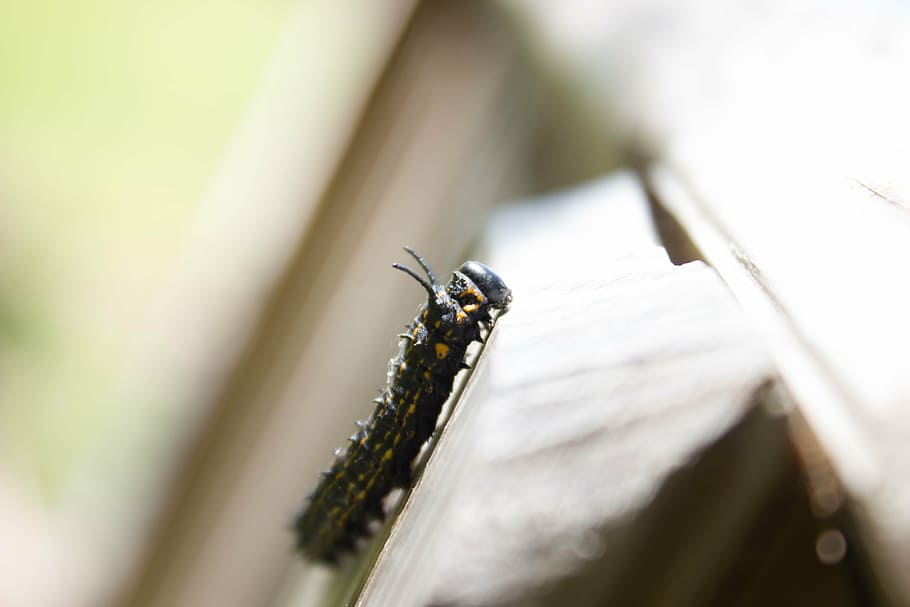 nature, scenery, insect, macro, worm, close-up, animal wildlife HD wallpaper