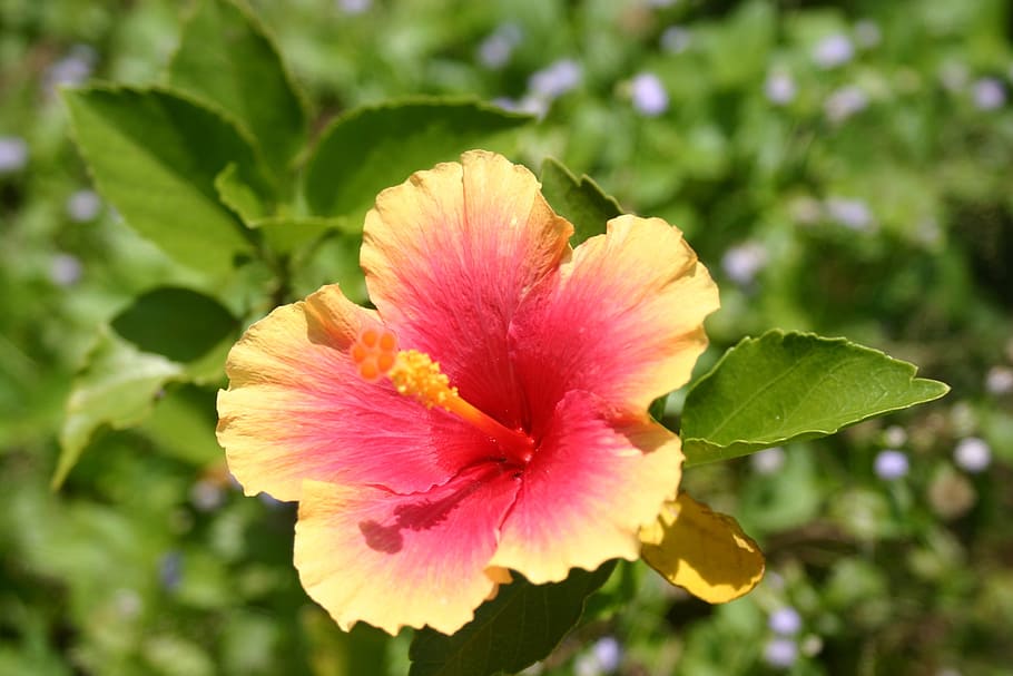 blossom, bloom, flower, orange, flowering plant, fragility HD wallpaper