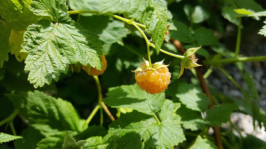 raspberry, yellow, healthy, leaf, plant part, growth, green color HD wallpaper