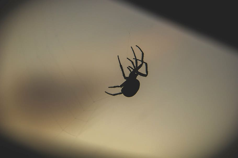 silhouette photography of spider, night, dark, fall, spider's web HD wallpaper