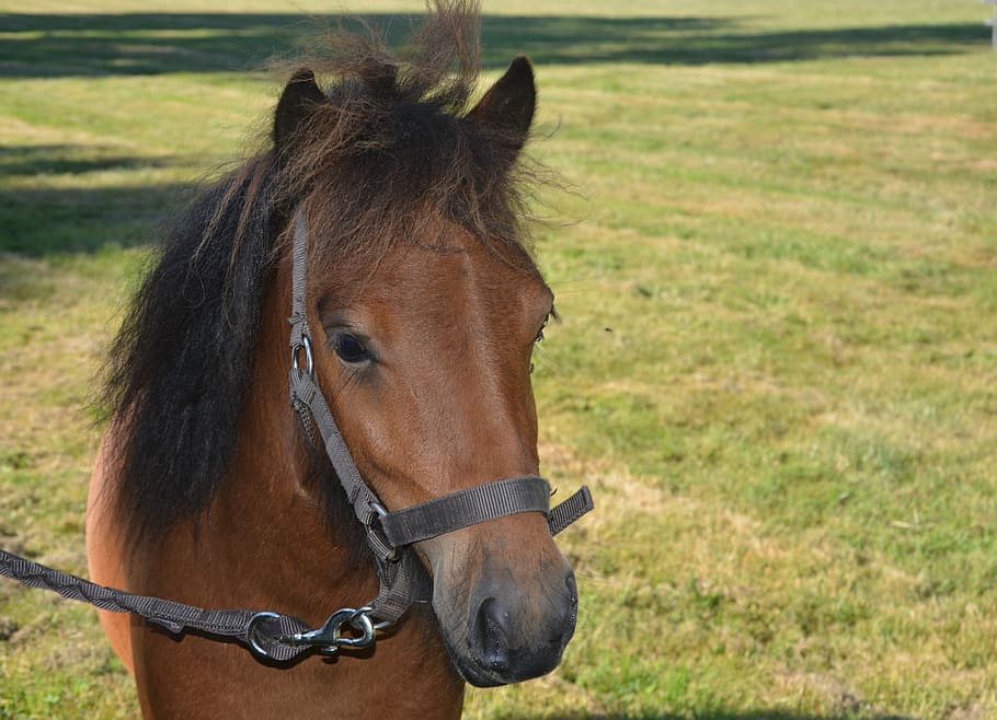 Head Of Shetland Pony, Horseback Riding, promenade, nice, rascally, HD wallpaper