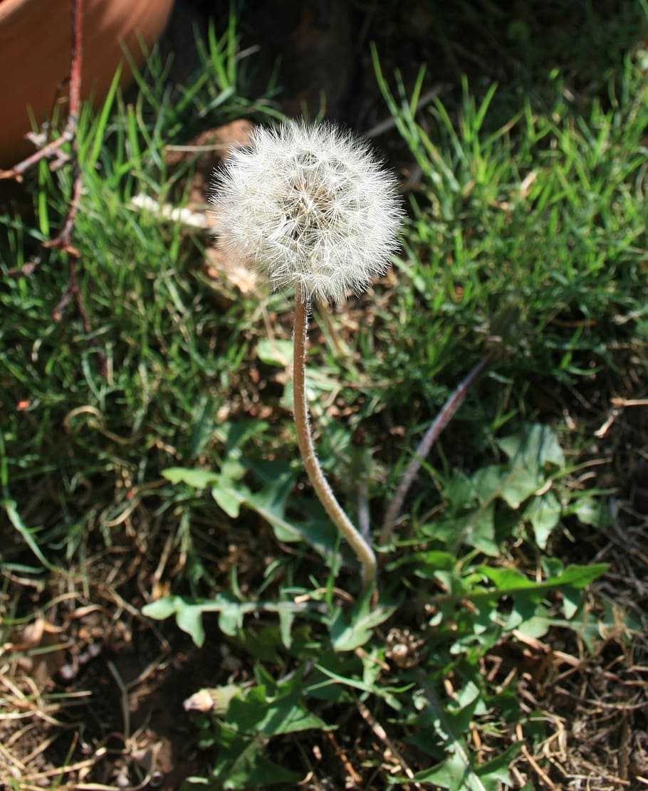 dandelion, fluff, seed, white, light, delicate, garden, nature HD wallpaper