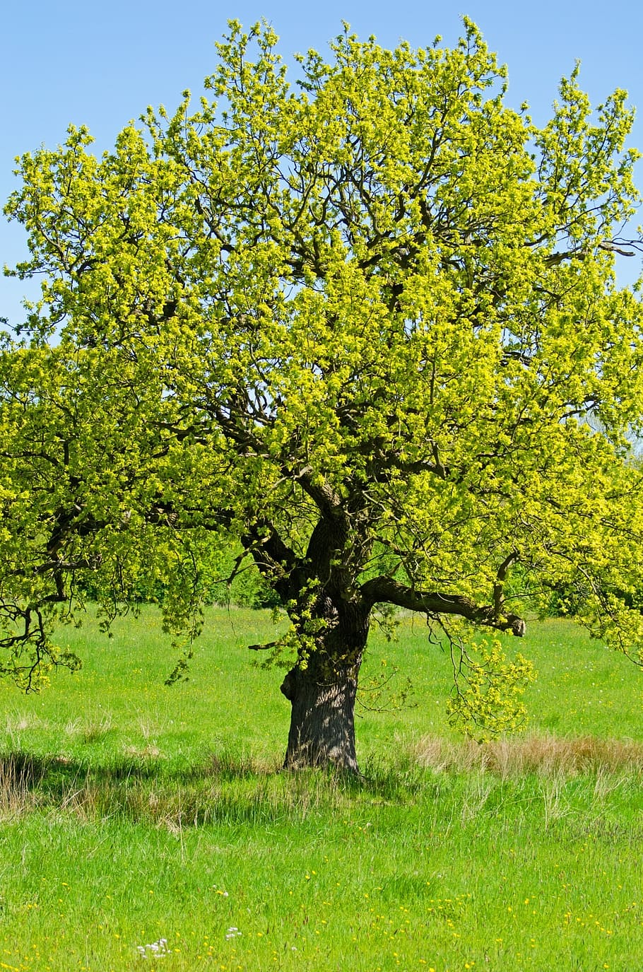 green leafed tree under clear blue sky, trees, branch, branches HD wallpaper