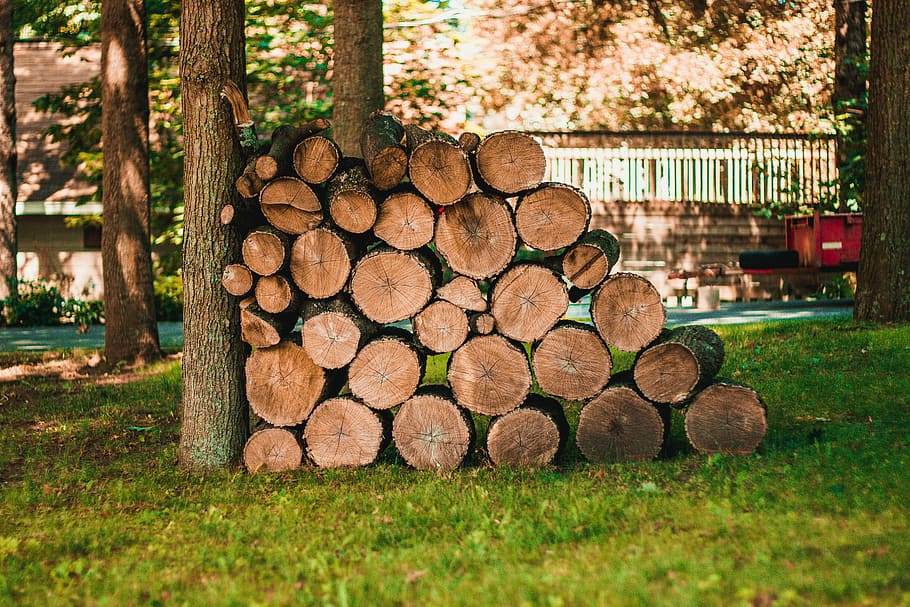 pyle of log beside tree on green grass during daytime, brown firewoods HD wallpaper