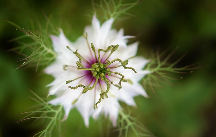 white petal flower shallow focus photo, nature, spring, natural HD wallpaper