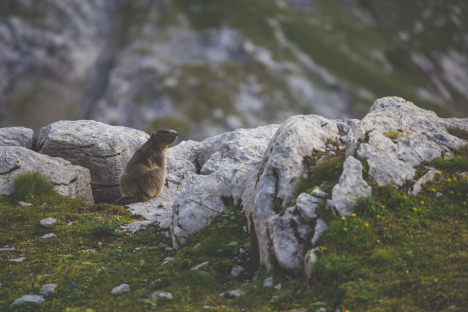 brown beaver, gray rodent on white rock, photo, nature, mountain HD wallpaper