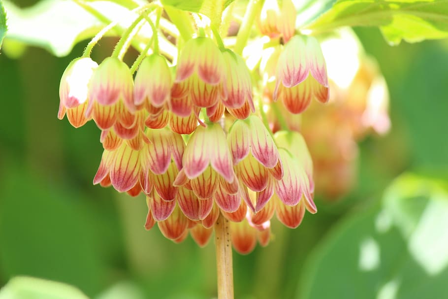 mantenboshi, flowers, spring, plant, freshness, flowering plant HD wallpaper