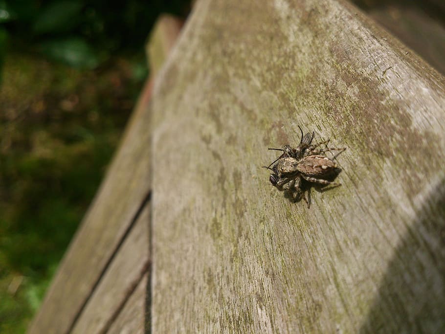 spider, prey, captured, caught, hunting, insect, nature, animal HD wallpaper