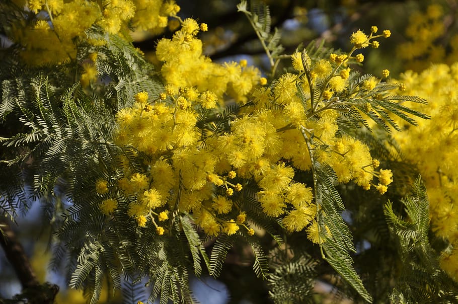 HD wallpaper: mimosa, tree, branch, nature, flower, colorful flowers