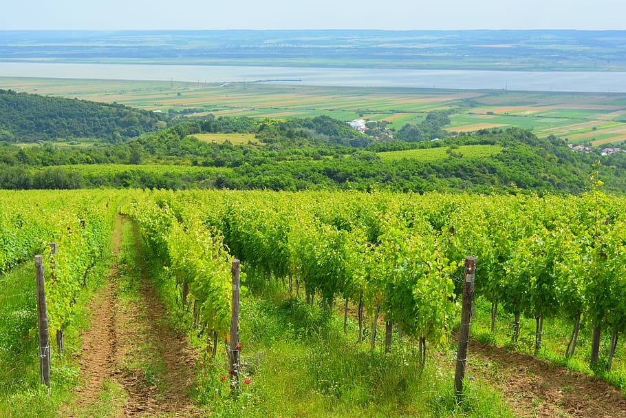 Vineyard, Landscape, Wine, Grapes, viticultural, hill, nature HD wallpaper