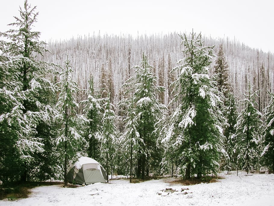 gray tent surrounded by pine trees covered with snow, dome HD wallpaper
