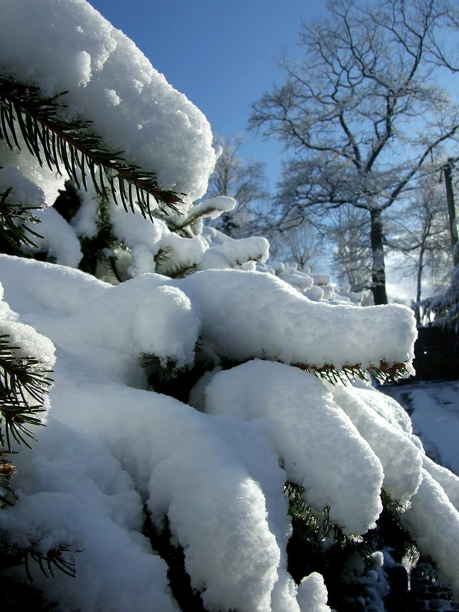 winter, snow, garden, cold temperature, tree, plant, white color HD wallpaper