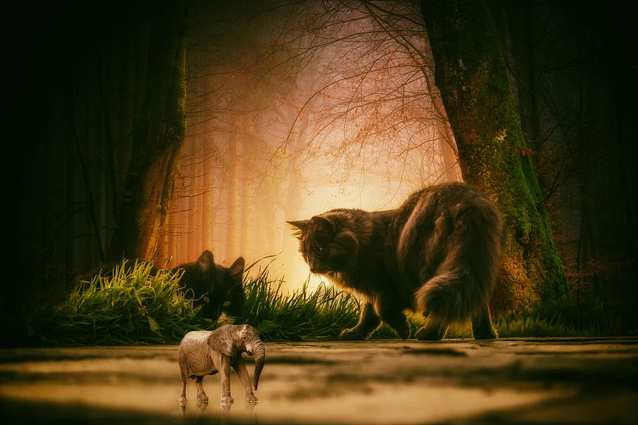 forest, cat, elephant, animals, mysterious forest, mammal, animal themes HD wallpaper