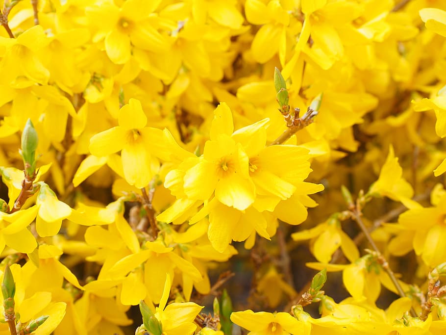bed of yellow petaled flowers, forsythia, branches, gold lilac HD wallpaper