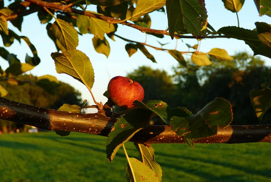 apple, apple tree, branch, leaves, ripe, fruits, nature, browned HD wallpaper