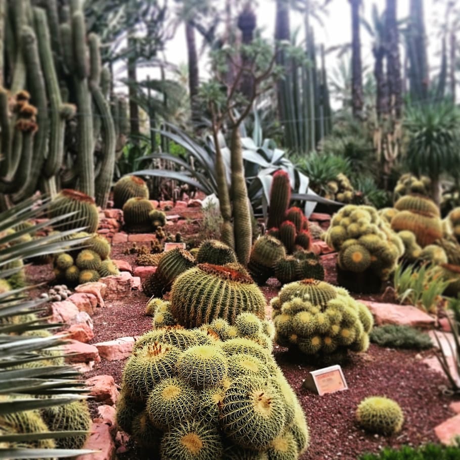 cactus, elche, spain, nature, succulent Plant, tropical Climate HD wallpaper