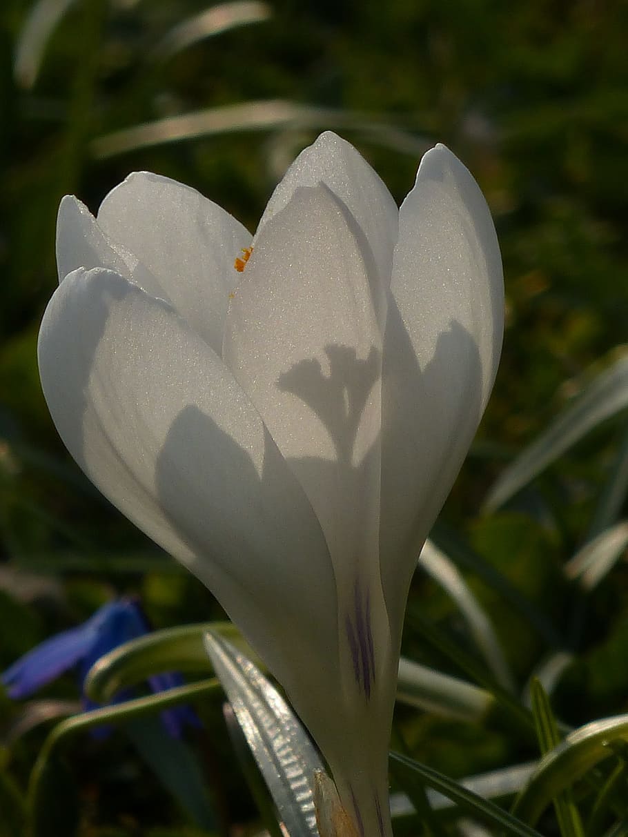 Crocus, White, Bloom, Blossom, plant, nature, spring, flower HD wallpaper