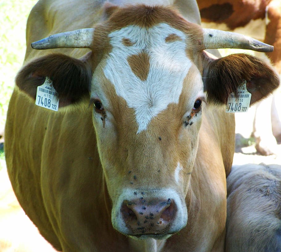 cow head, pattern, cattle, livestock, animal themes, mammal HD wallpaper