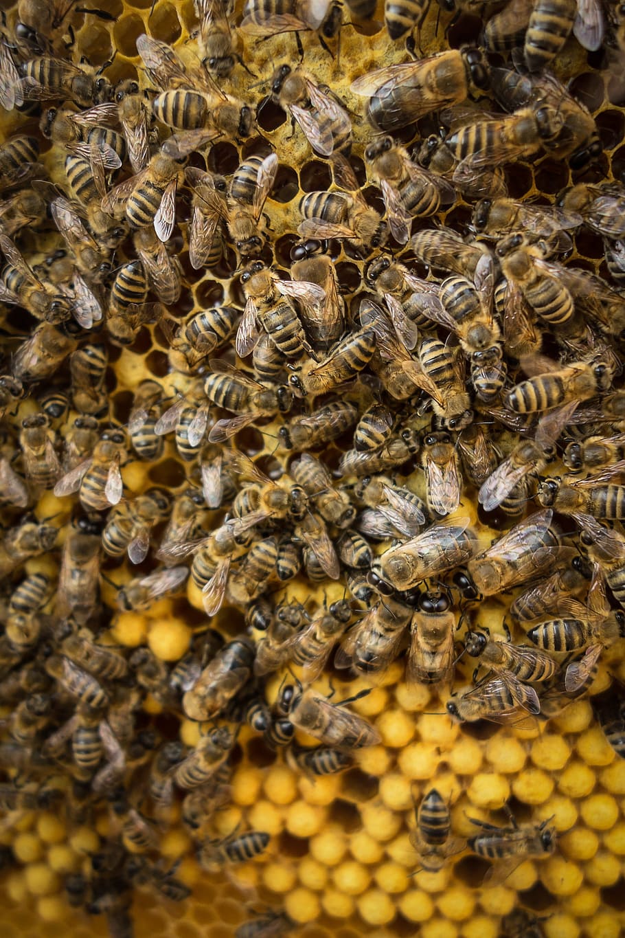bee, wax, hive, insect, apiculture, honey bee, invertebrate HD wallpaper