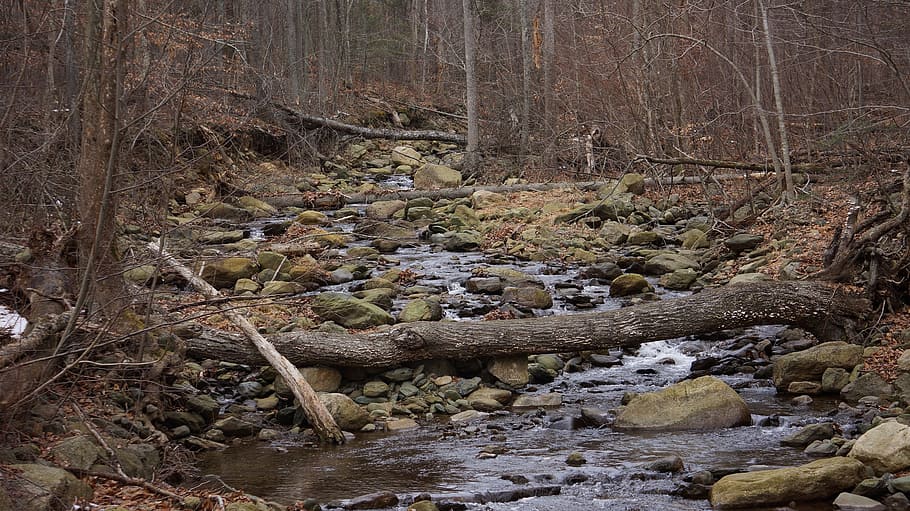 river, creek, forest, autumn, rocks, water, nature, landscape HD wallpaper