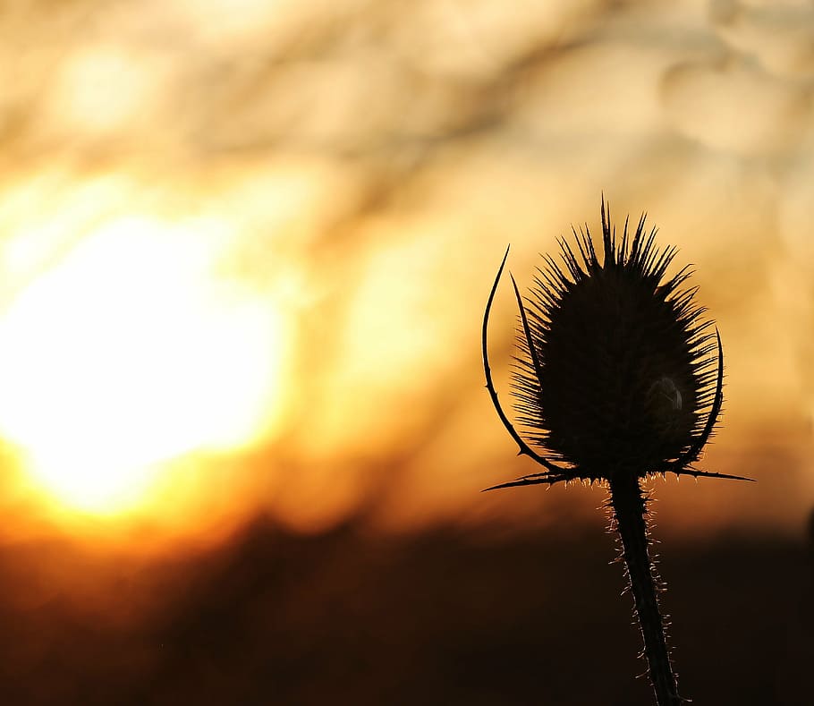 HD wallpaper: photography of silhouette of clustered flower, sunset