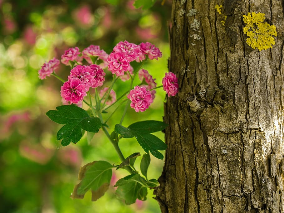 shallow focus photography of pink flowers, tree, log, blossom HD wallpaper