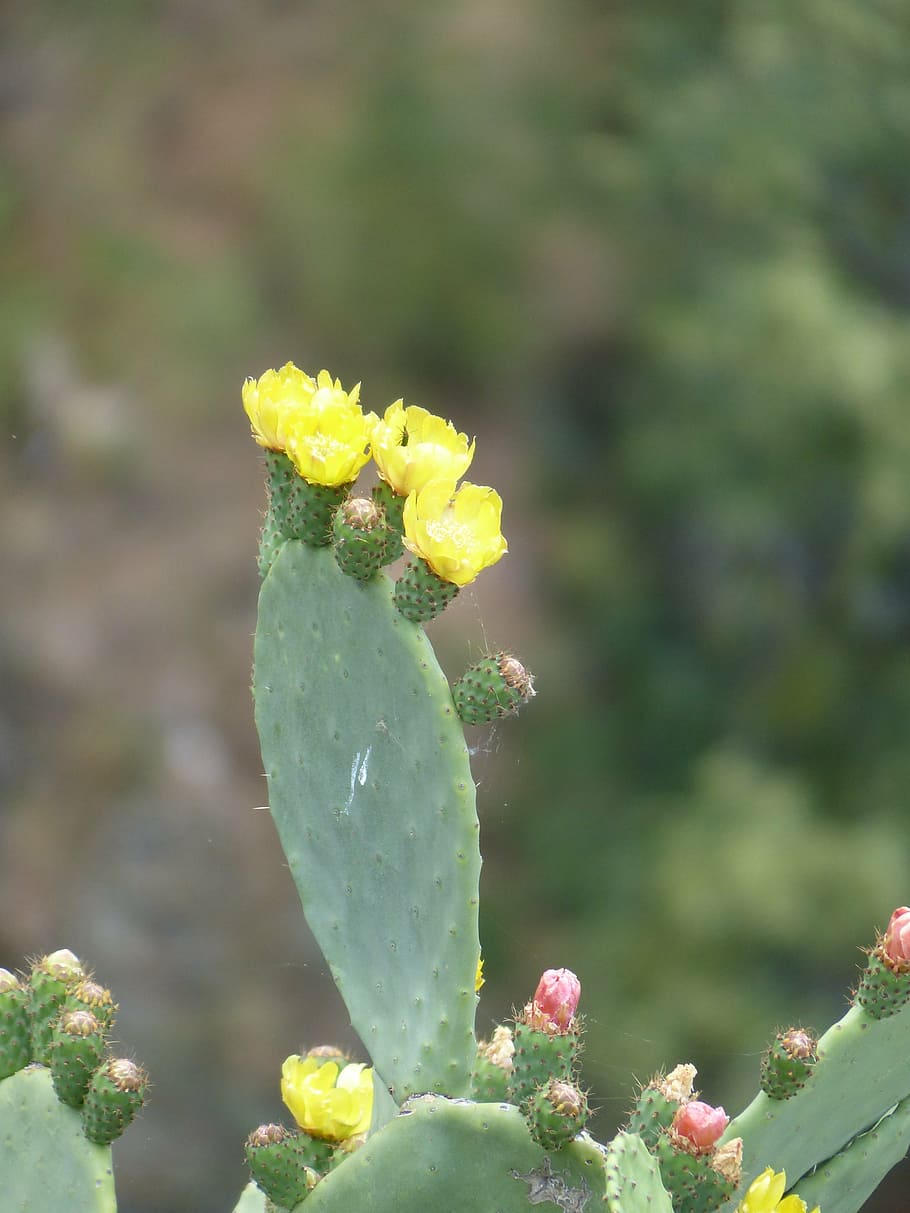 cactus, flowers, yellow, flowering plant, growth, freshness HD wallpaper