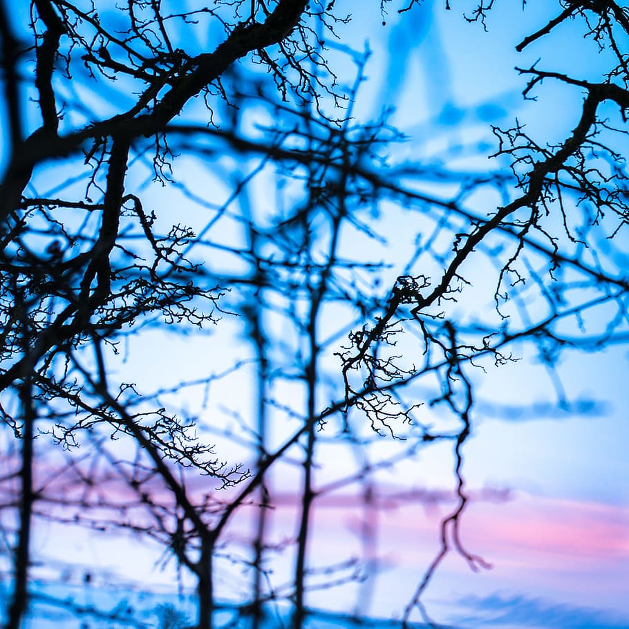 branches, abstract, nature, tree, natural, season, winter, decorative HD wallpaper