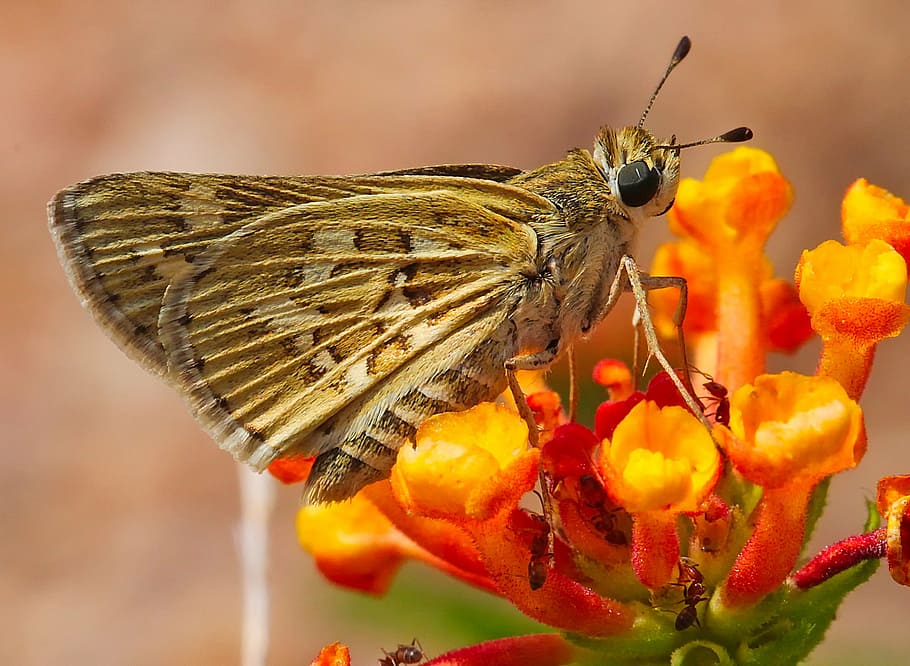 brown skipper moth on orange flowers, insect, butterfly, plants HD wallpaper