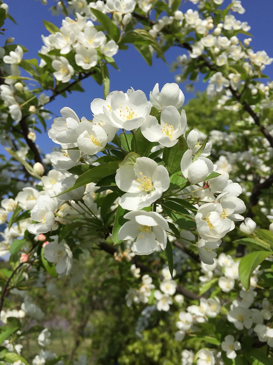 flower, plant, nature, tree, flowering plant, beauty in nature HD wallpaper