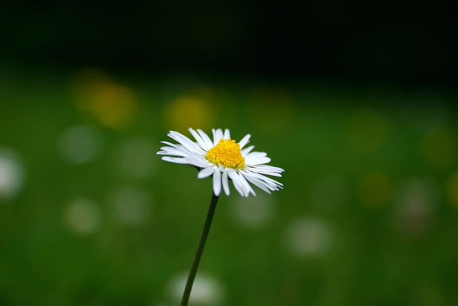daisy, flower, lawn, grass, yellow, bloom, flora, botanical HD wallpaper