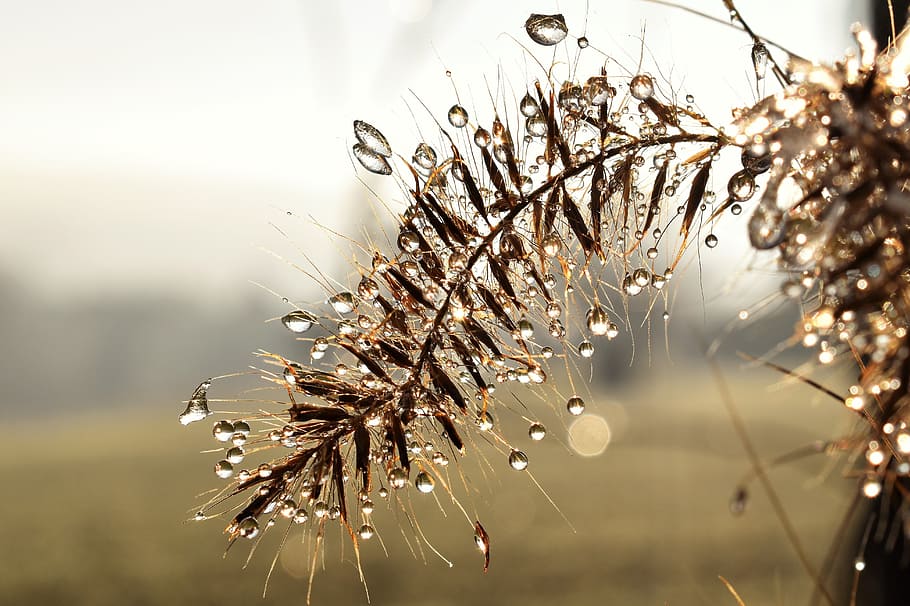 Drip, Dew, Dewdrop, Leaf, Grass, drop of water, autumn, morgentau, HD wallpaper