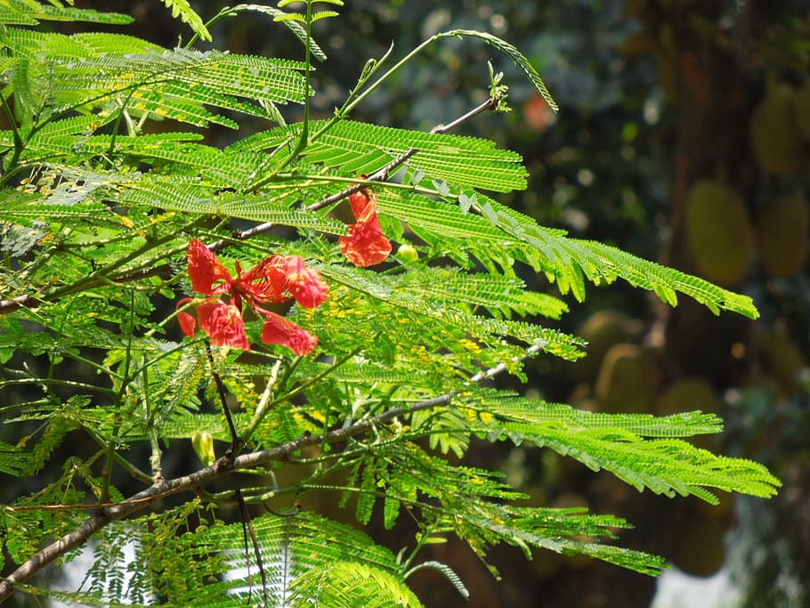flower, love, fishy, romance, wooden, sweet, plant, leaf, plant part HD wallpaper